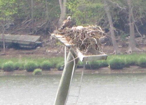 osprey-nest-050913-2-500x361-6186207