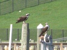 ospreys-3-042413-220x165-5975620