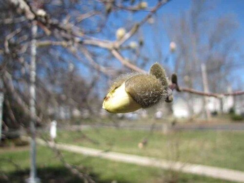 ls-tree-bud-040614-500x375-7172608