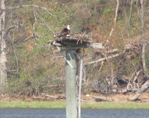 osprey-nest-1-050214-500x396-7716051