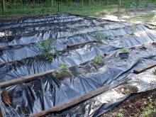 053114-fh-garden-black-220x165-1252948