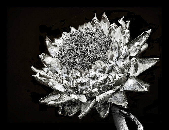 sunflower-4112748