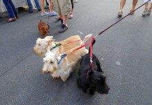 081914-rbdogs8-220x152-3735444