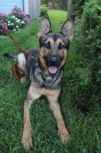 rb-k9-rugger-092414-3-146x220-7586955