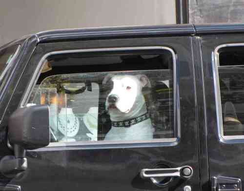 rb-dog-101614-500x392-7274163