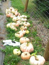 091314-fhgarden-165x220-1056142