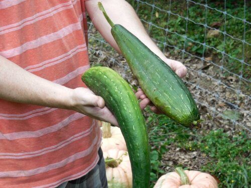 091314-fhgardenloofahs-500x375-8506673