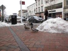 rb-fowl-022615-2-220x165-5365765