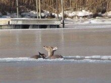 deer-022815-9-220x165-7803728