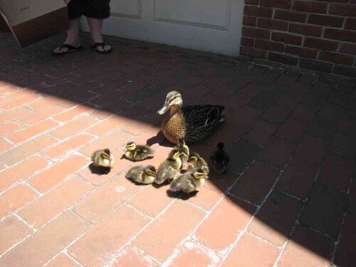 rb-ducks-051415-4-500x375-1968029
