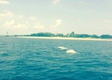 beluga-whales-0601151-220x158-4605612