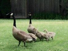 fh-geese-060415-2-220x165-3696856