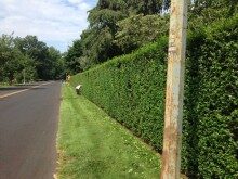 rumson-hedge-071315-220x165-9076534