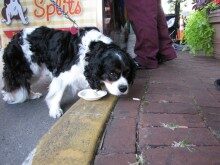rb-dog-days-073013-6-220x165-5900472