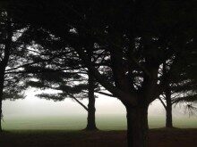 ls-fog-090215-220x165-9948942