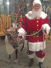 sickles-reindeer-165x220-2207702