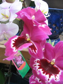 orchid-6199305