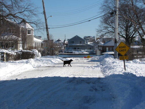 snow-dog-012416-500x375-2221108