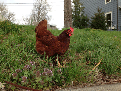 rooster-040316-3505604