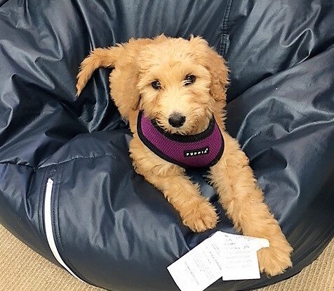 violet-in-the-classroom-9687884