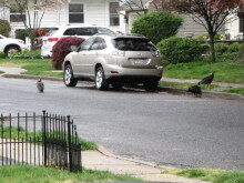 turkey-vultures-050216-3-220x165-8641484