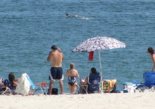 sb-dolphins-081916-2-220x156-1159800