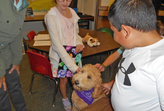 violet_-_therapy_dog-9791846