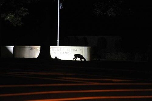 deer-library-500x332-7206454
