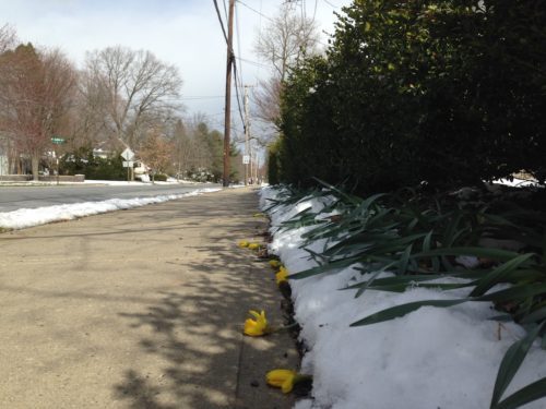 rb-snow-031117-1-500x375-2866634