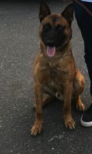 rbpd-k9-eko-030917jpg-131x220-2479175