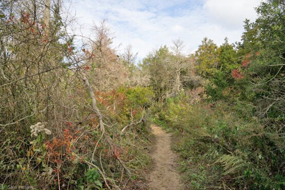 holly-forest-4156337