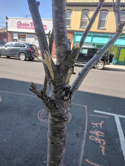 rb-tree-040517-1-9008673