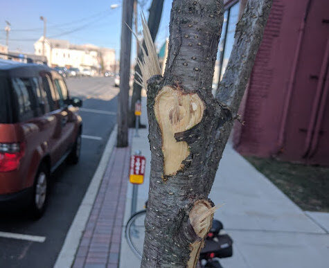 rb-tree-040517-2-6522429