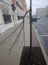 rb-tree-vandalism-040717-2-165x220-6743501