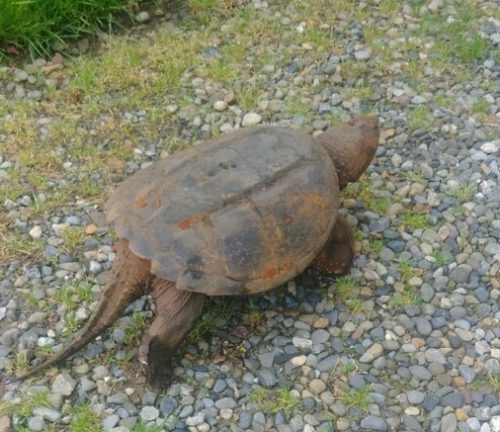 fh-turtle-060517-1-500x432-9257194