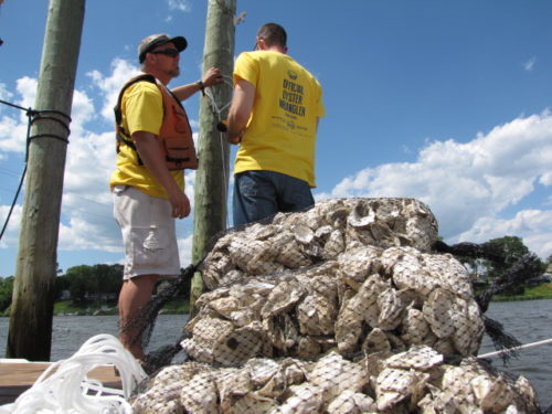 rb-oyster-project-060217-1-500x375-4094134