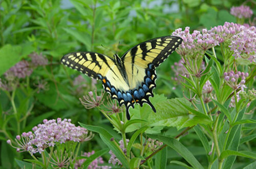 swallowtail_eastern_tiger_web-1474426