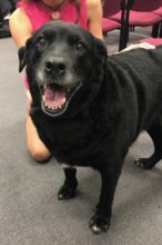 dog-found-092017-146x220-5296552