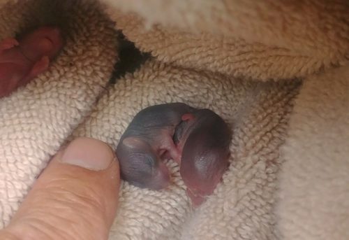 rb-baby-squirrels-091917-500x343-5226062