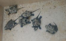 shrews-turtle-090617-2-220x139-1697232