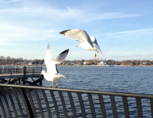 rb-gulls-121117-500x384-6909831