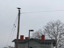 osprey-041118-2-220x165-8849945