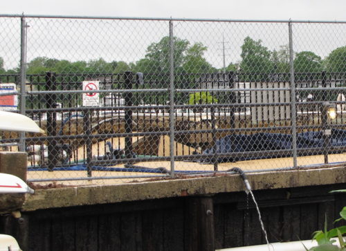 riverview-pool-051718-1-500x362-9915457