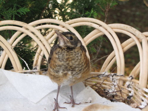 rb-bird-071618-2-500x375-9584095