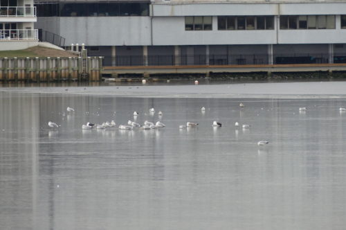 red-bank-navesink-ice-011719-500x332-1546103