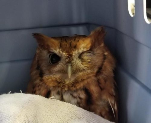 shrewsbury-owl-030819-2-500x408-9517606