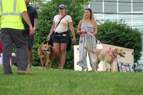red-bank-dog-days-062419-3-500x332-5423249