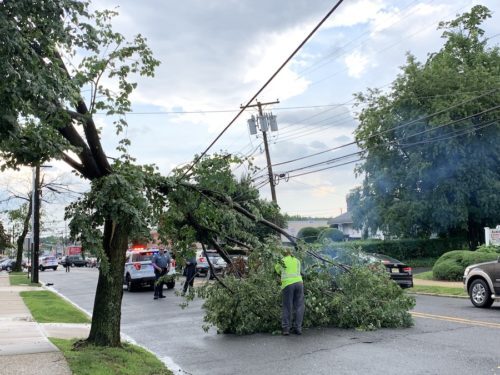 red-bank-tree-070219-500x375-4996996