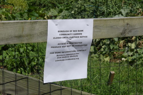 red-bank-community-garden-081219-2-500x332-9096736