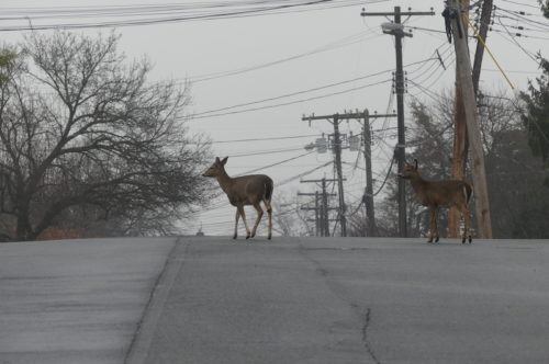 red-bank-locust-deer-020620-3-500x332-2757946